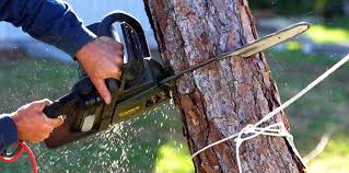 Best Hedge Trimming  in Lockeford, CA