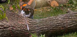 Best Tree Health Inspection  in Lockeford, CA