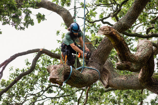 Best Mulching Services  in Lockeford, CA