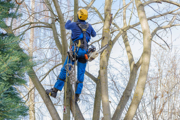 Best Tree Removal  in Lockeford, CA