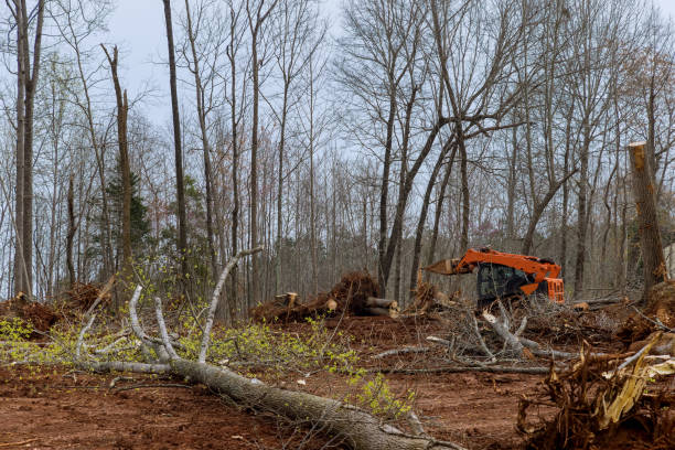 Professional Tree Removal Services in Lockeford, CA