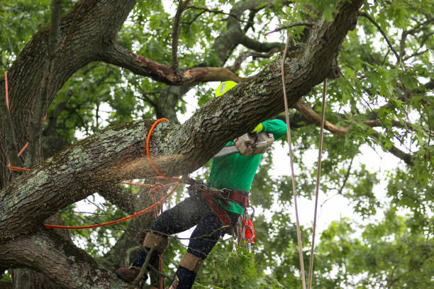 Best Commercial Tree Services  in Lockeford, CA