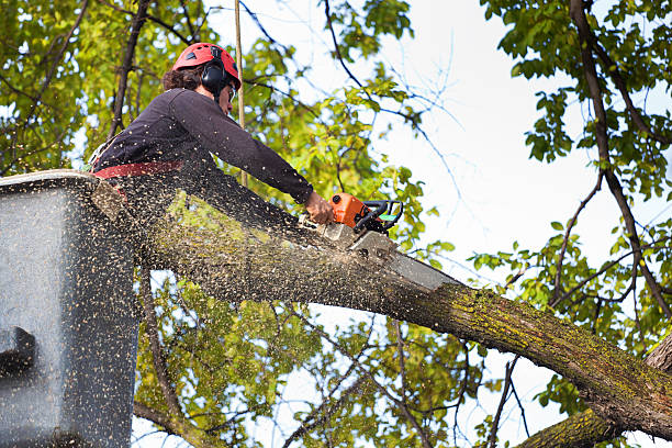 Best Tree Maintenance Programs  in Lockeford, CA