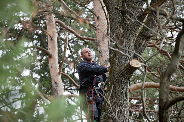 Best Tree Preservation Services  in Lockeford, CA